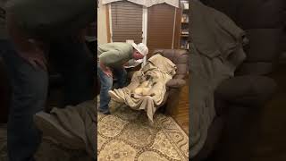 French Bulldog gets scared.