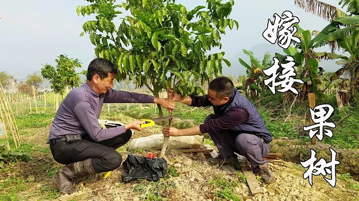 潮汕農村人嫁接果樹方法，簡單實用，看一遍就可以自己操作了【潮州山哥】 - 天天要聞
