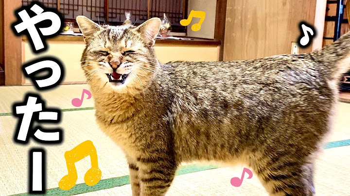 多頭飼いの朝は忙しい、そして一斉に大合唱！【お知らせあり】