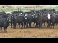 200 Head - Black Angus 1
