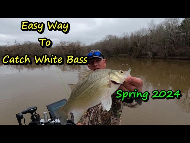 Easy Way to catch Lots of White Bass in Spring 
