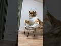 A dog jumping on a chair? #shorts #dog