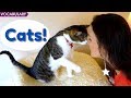 Advanced English Vocabulary: Exploring Cat Words and Insights