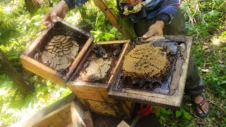 Splitting Stingless Bee Colony