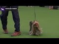 Yorkshire Terriers | Breed Judging 2020