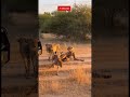 Man Tries to Blend in with Cheetahs… ?🔥#CheetahLife #NatureShock #CheetahRun#HumanVsWild #wildlife