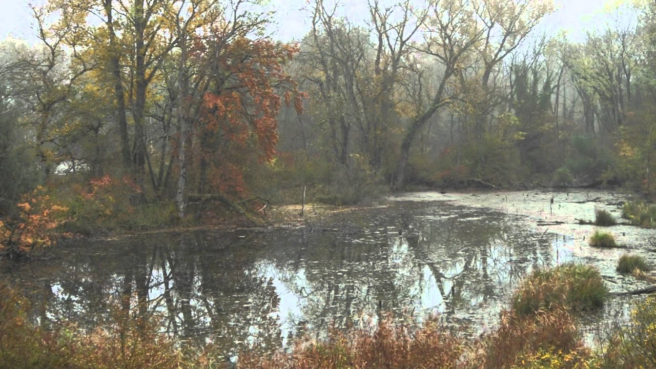 Réserve Naturelle De L île Du Rohrschollen