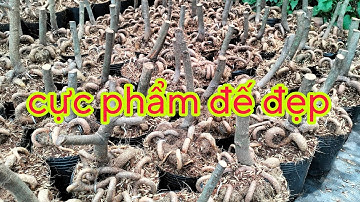 lên c cho góc nhớt đế đẹp như thế nào ngày 06-03