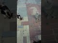 Няшные котики. Funny cats. Lustige katzen. Gatos graciosos. Kucing lucu. Chats drôles. 面白い猫.