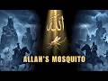 Allah S Mosquito In The Quran Could This Tiny Soldier Kill Kings 
