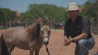 Total Equine for Healthy Ponies!