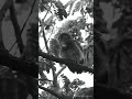 Monochrome Jungle Owlet