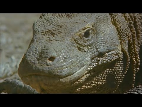 วีดีโอ: เงาไดโนเสาร์. โคโมโด 