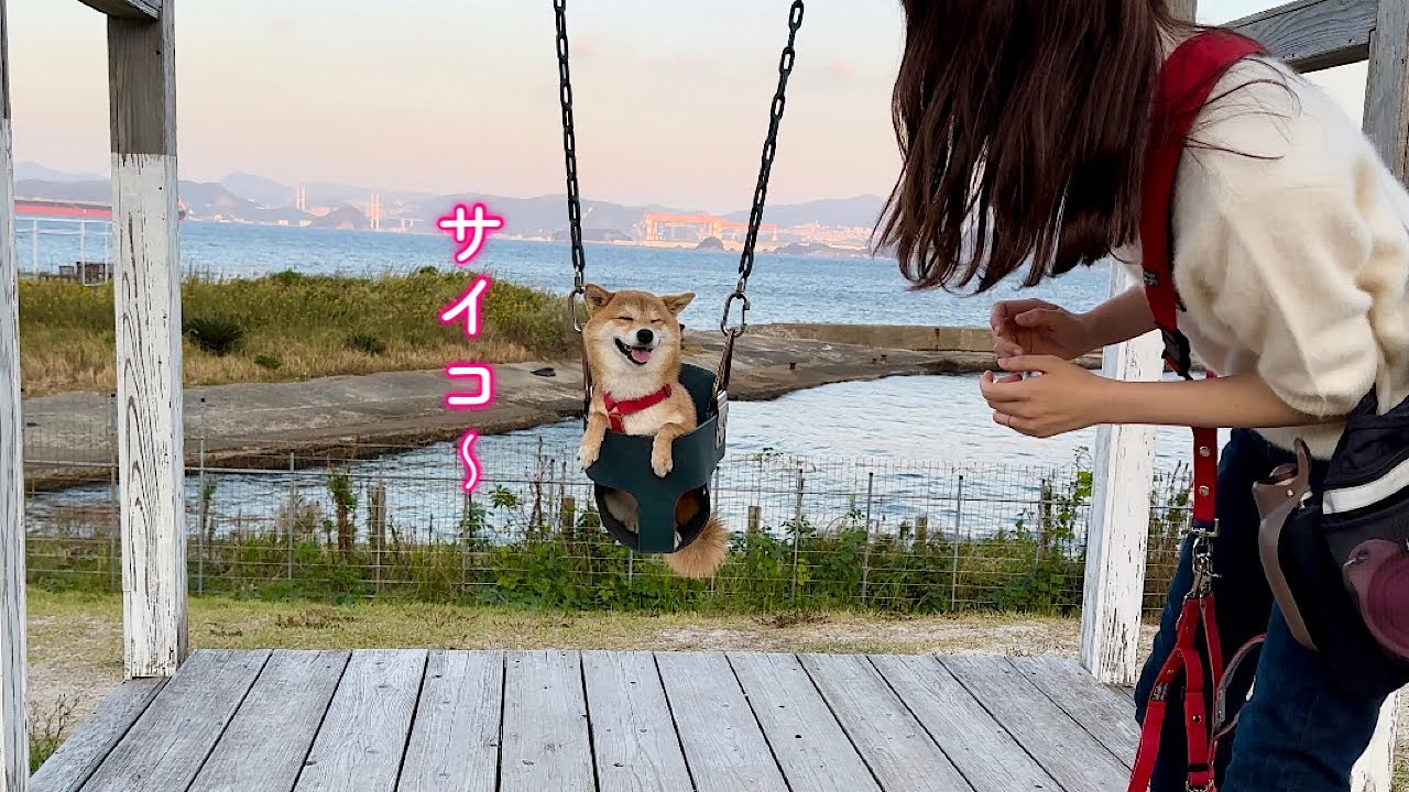 This Shiba Inu loves riding and is in high spirits after being put
