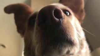 Snow nose and dogs
