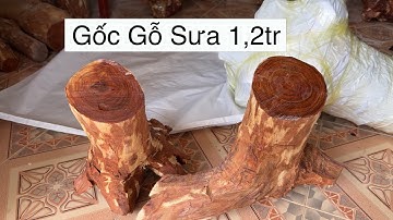 Giao Lưu 2 Gốc Gỗ Sưa Chất Đẹp Sáng Màu Gỗ Sưa Bắc 20 Năm Tuổi - Chơi Tự Nhiên Ko Cần Đục Tượng