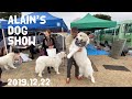 アランのドッグショー FCI埼玉インターナショナルドッグショー 2019 Great Pyrenees　グレートピレニーズ