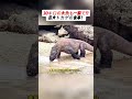 30キロの大魚も一瞬で!? 巨大トカゲの食事! #巨大トカゲ #大魚 #自然の驚き #食事シーン #野生観察