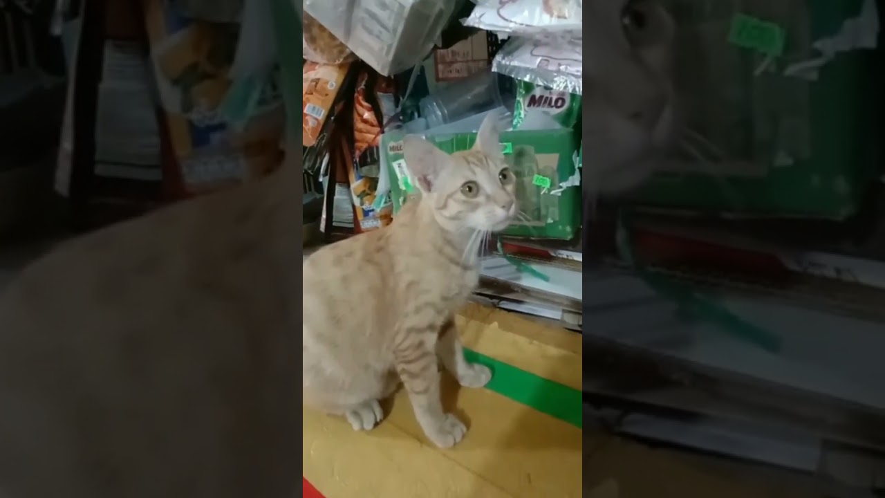 Yêu chó mèo - Khi bé vàng gặp người lạ... - p2 - 