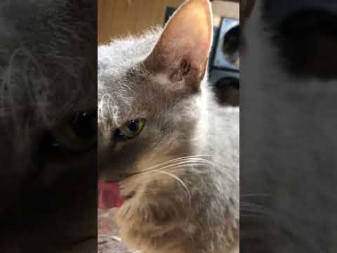 飼い主べったりのラパーマのテオフィル