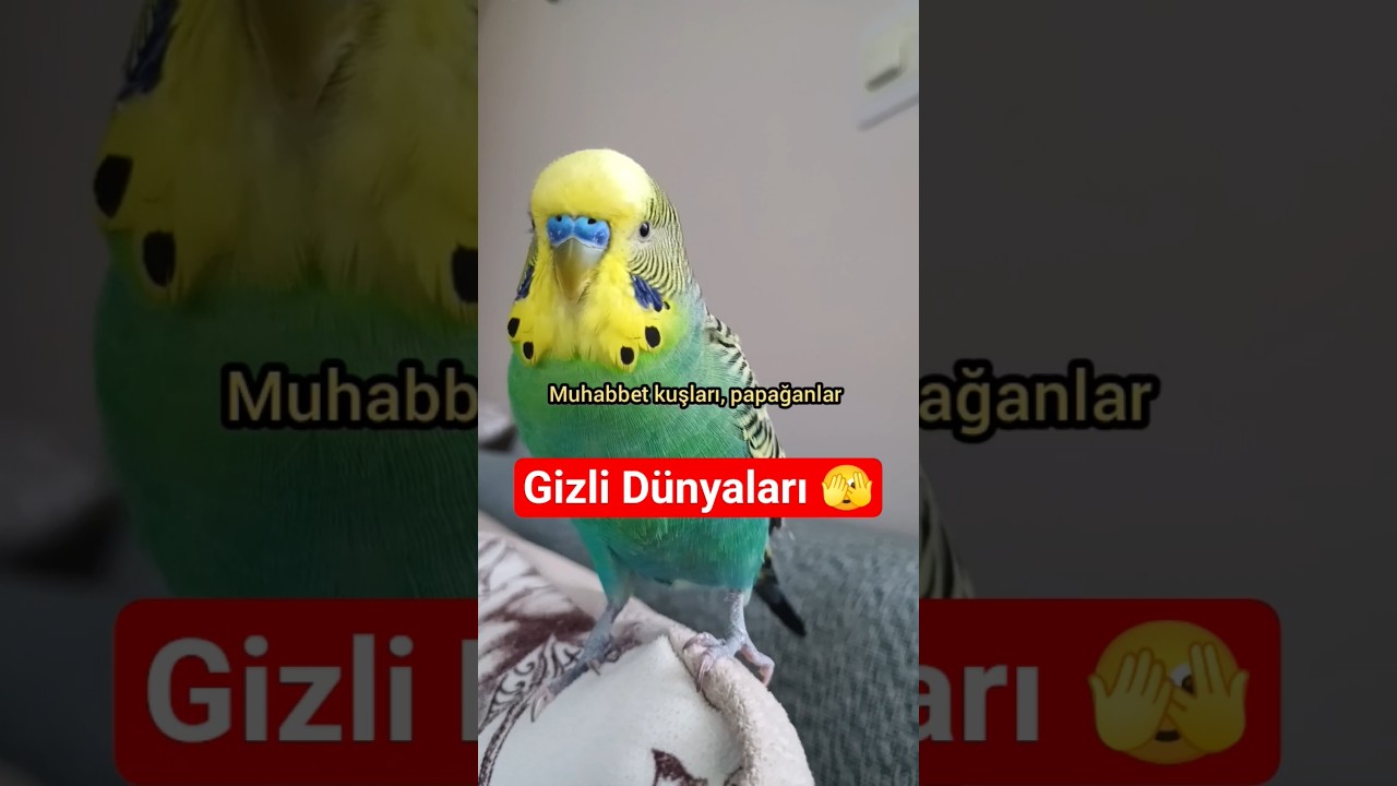 Muhabbet Kuşlarının Gizli Dünyasına Açılan Kapı: Bu Hareket Ne Anlama Geliyor?” 🧠🐦 #muhabbetkuşu