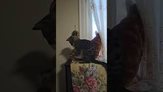 Are You Doing Sami And Samira