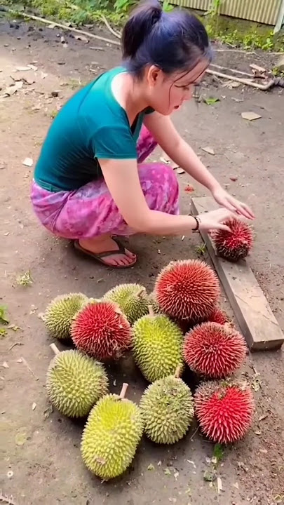 Gadis Dayak | makan durian kulit merah hasil nunggu semalaman di hutan Kalimantan