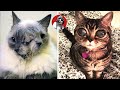 Los 6 gatos más raros y únicos que no creerás que existen (Parte 1) | Oscar Jack