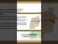 Pharynx Muscles: Function, Shape, and Sound Explained #shorts