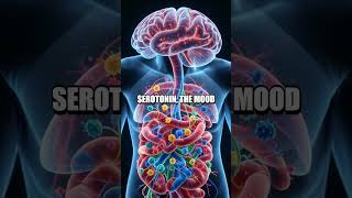 The Gut Brain Highway: How Your Second Brain Shapes Thinking