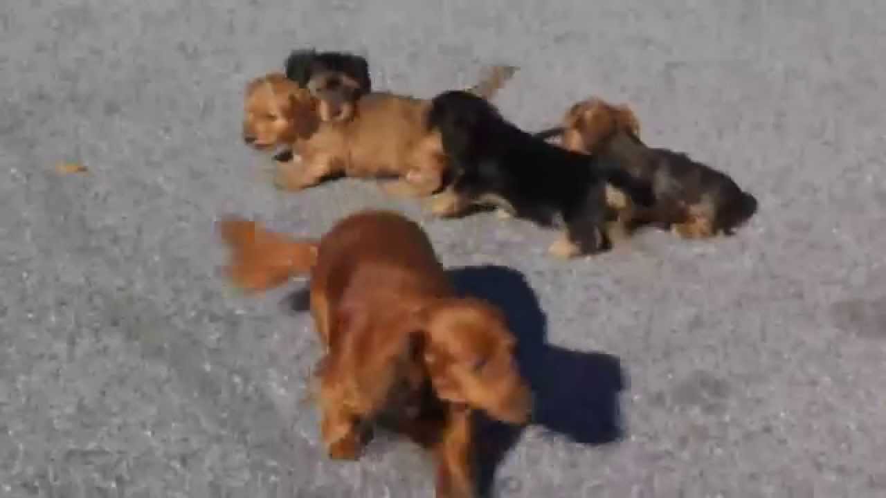 Dorkie Puppies For Sale Youtube