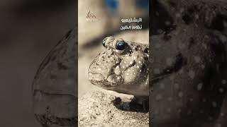 Mudskipper نطاط الطين