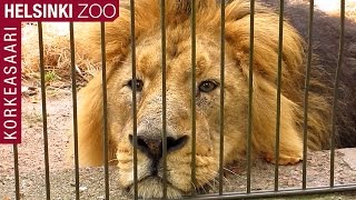 Helsinki ZOO: Korkeasaari  HD Video Tour Finland