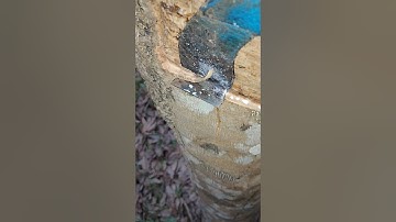 Slow slow rubber tapping || 🌳😊#rubberfarming #rubbertree #satisfying #rubberplant #shortsfeed