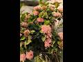 watch a Full video IXORA PLANT care tips👇#ixoraplant#ytshorts#ixora #plantsofindia #flowers#shorts