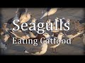 Seagulls Eating Cat-food 4K
