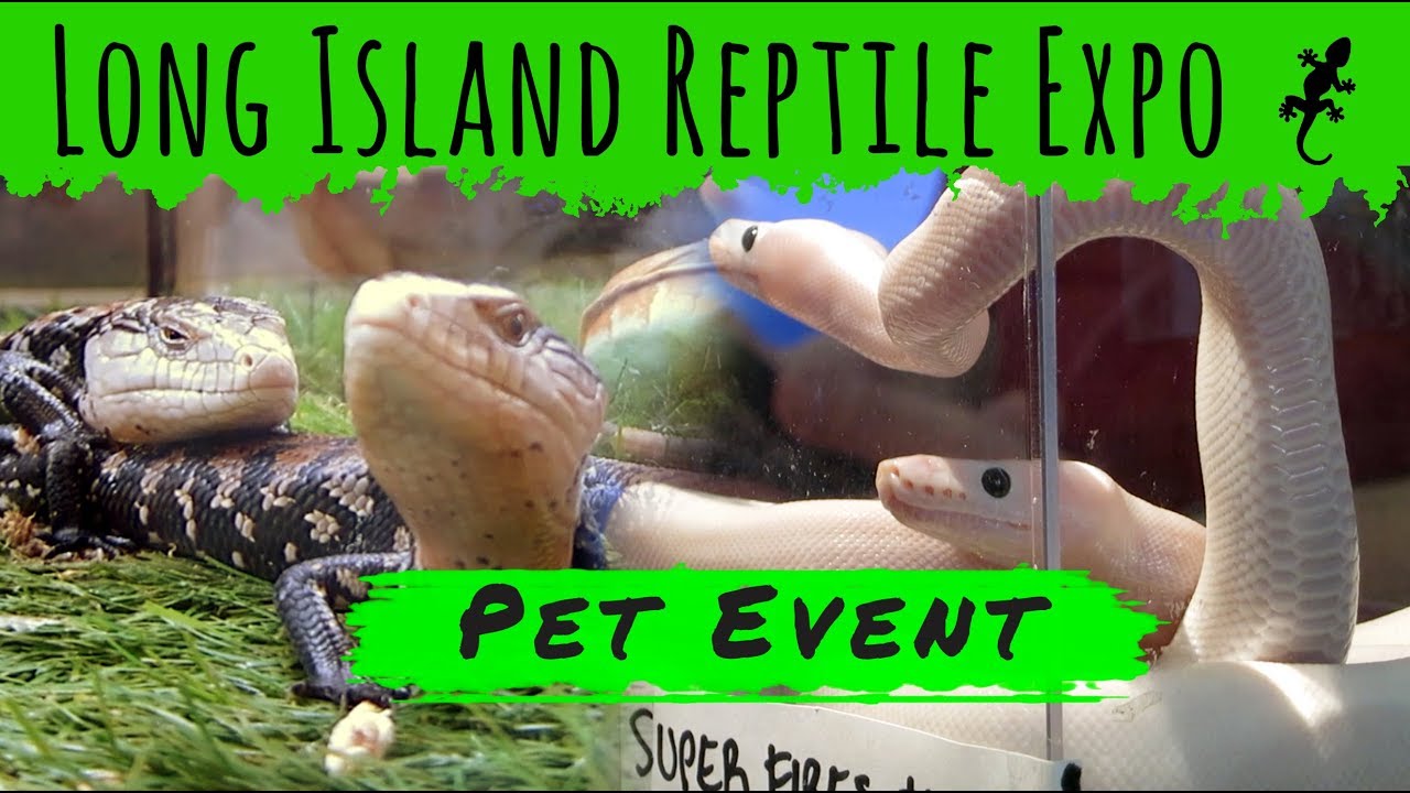 Long Island Reptile Expo in Brentwood, New York Mini Vlog 32 YouTube