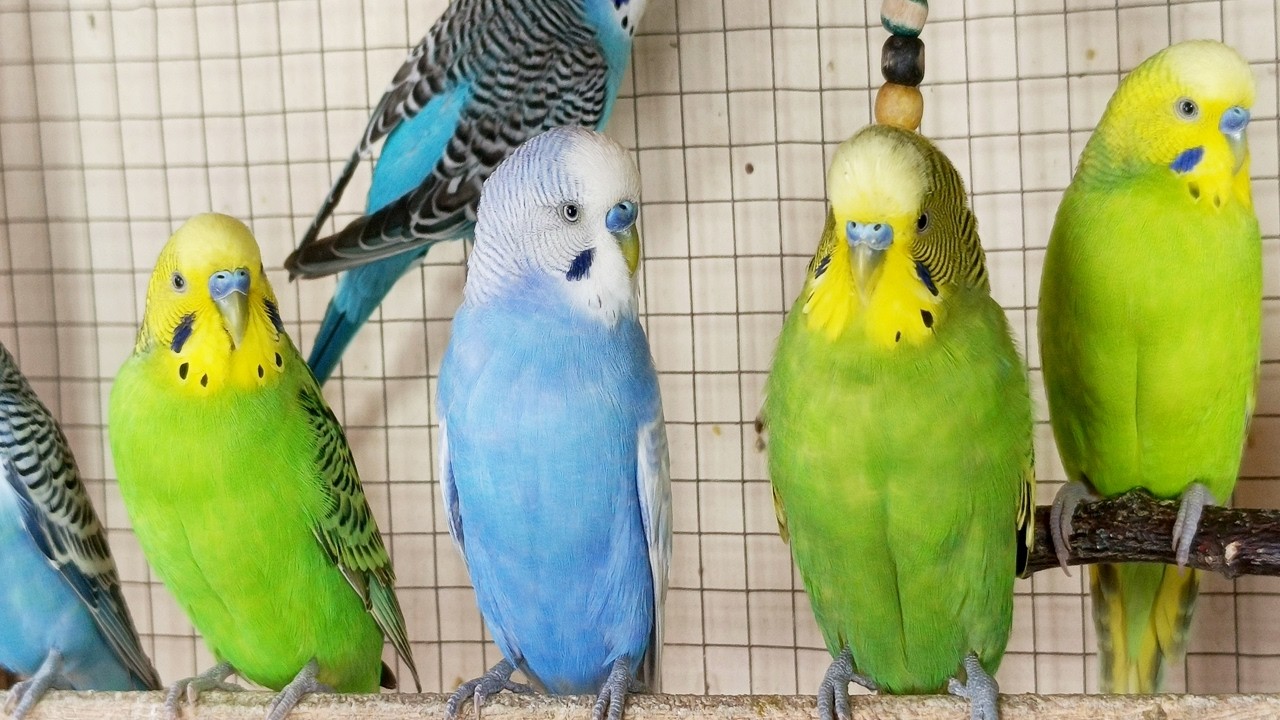 12 Hours of Happy Budgie Sounds: Relaxing Nature Ambience for Stress Relief