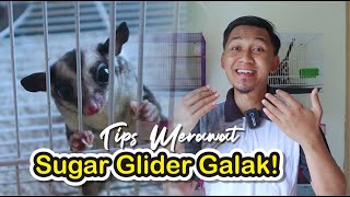 7 Tips merawat sugar glider galak!