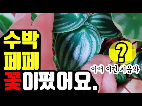 Video: Myrothecium auf Wassermelonenblättern – Wie man eine Wassermelone mit Myrothecium-Krankheit behandelt