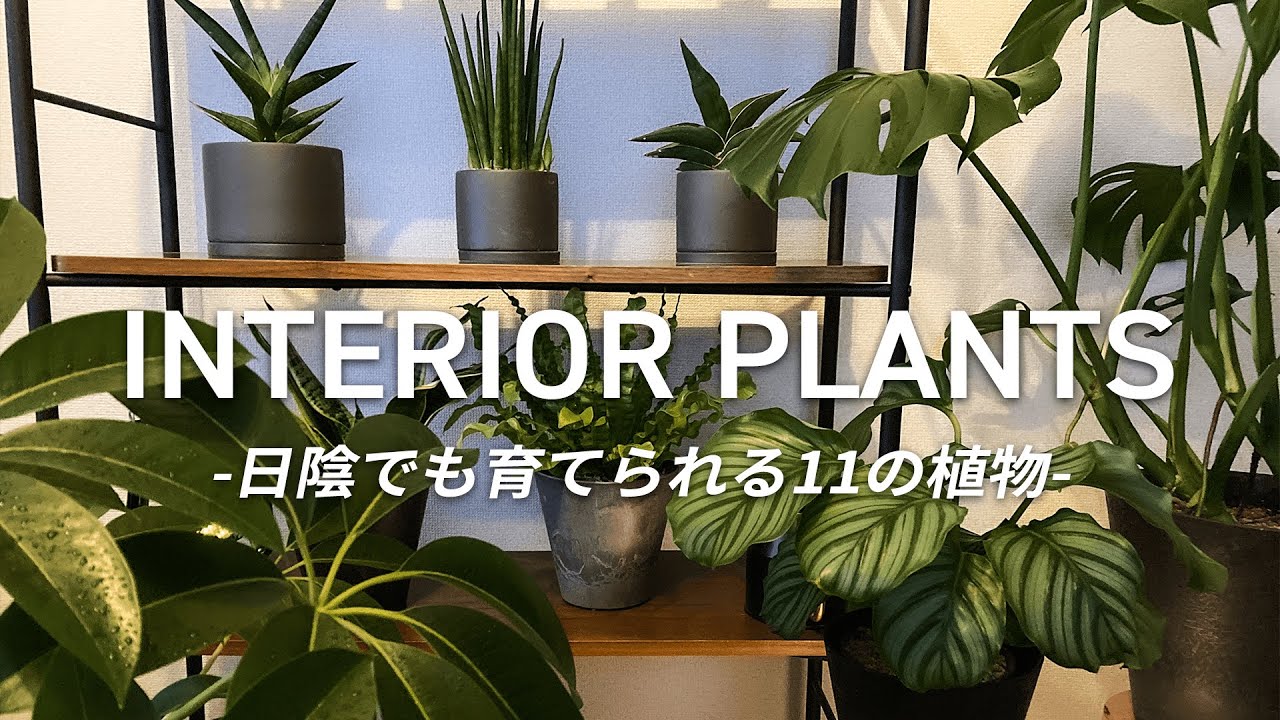 【インテリアグリーン】日当たりが悪くても大丈夫！日陰でも育つおしゃれな観葉植物11選 | 育て方のポイントや難易度についても解説