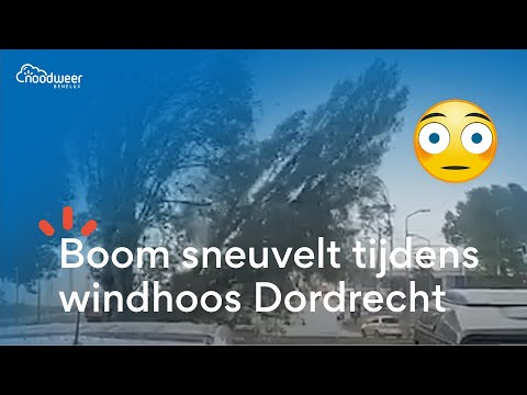 Indrukwekkende beelden uit Dordrecht! Windhoos doet boom knappen.