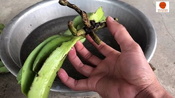 Cách xử lý đai châu rừng (nghinh xuân, ngọc điểm) khi mới mua về cho người mới chơi