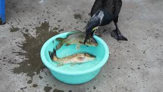 Great Cormorant Eats The Big Whole Fish Instantly - Amazing Bird!