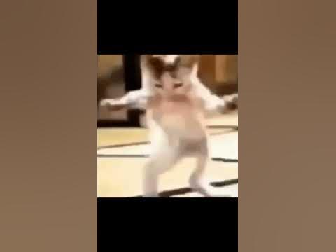котик танцует хаппи хаппи #funny #шортс - YouTube