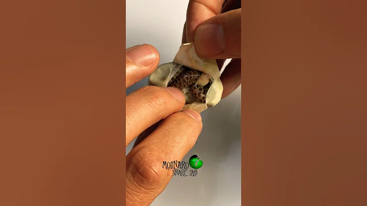 A sad turn of events. #molinarosnakelab #shorts #sadness #snakes #snakebreeding #python #eggcutting