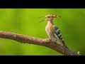 The song of the eurasian hoopoe  bird sounds  10 hours