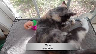 Maui by CARE - Cat Adoption & Rescue Efforts, Inc 92 views 3 years ago 16 seconds