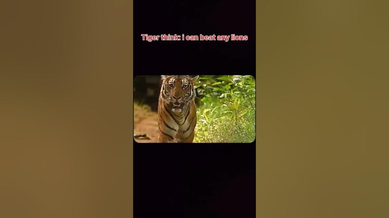 King scarface #song #music #wildlife #scarface #lion #ytshorts #wildanimals #trending #shorts #remix King scarface #song #music #wildlife #scarface #lion #ytshorts #wildanimals #trending #shorts #remix
