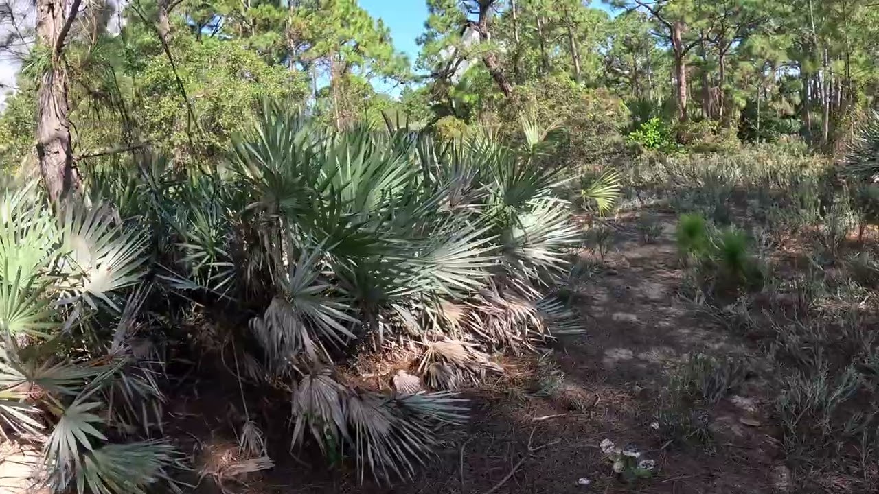 POV Nature Walk: Exploring Wild Florida Landscapes in 4K